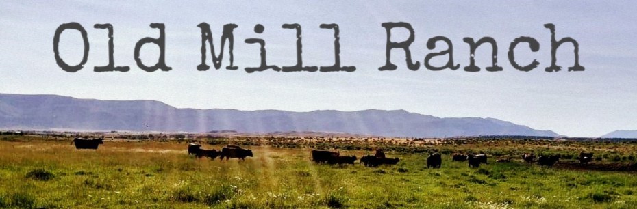 Website header sunrays