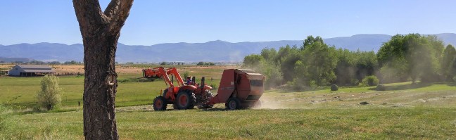 Bailing Hay-Amy thin
